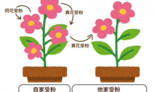 篮莓和黑莓的区别-黑莓和蓝莓的营养成分网- 篮莓和黑莓的区别知识,分享黑莓和蓝莓相比